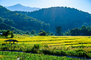 Poster - The Flower Garden with Rice Field in Chiang Mai Province