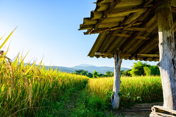 Poster - Rice Field in Chiang Mai Province