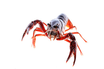 Wall Mural - Crawfish