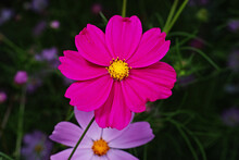 Flower Of Deep Pink Cosmos 