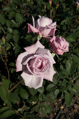 Wall Mural - spring flowers. roses blossom in the garden. closeup view of beautiful rosa lady x, also known as me