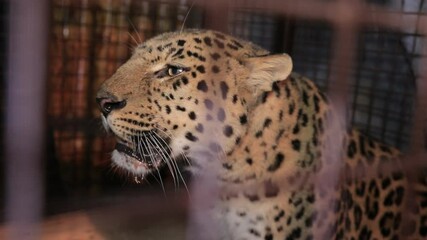 cheeky caged panther growls and attacks