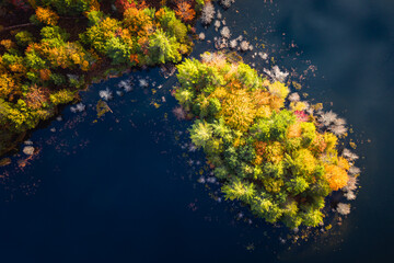 Wall Mural - a beautiful autumn look down aerial photograph of a small peninsula covered in evergreen and fall co