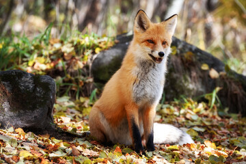 Wall Mural - Portrait of a fox sitting in the forest