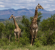 Male Adult Giraffe With Young Juvenile Standing In The Bushveld With Mountains Background In Kruger National Park, South Africa