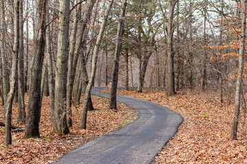 Wall Mural - Idyllic autumn landscape of a wooded forest area with bare trees and leaf covered ground, with a winding paved walking trail
