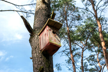 Homemade nesting box hanging on the pine tree in sunny day.