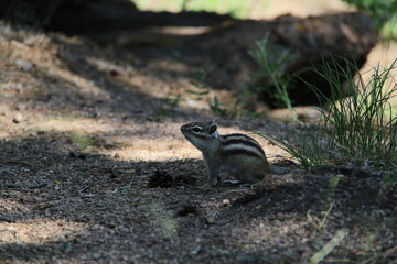 chipmunk in the forest on the rocks