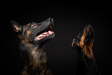 Portrait of a Belgian shepherd dog and a Doberman on an isolated black background.