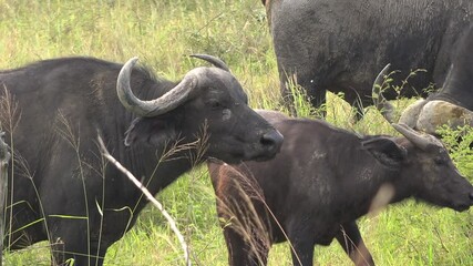 baby young cub buffalo next to its mother in herd in africa. real wild buffalo in natural habitat in