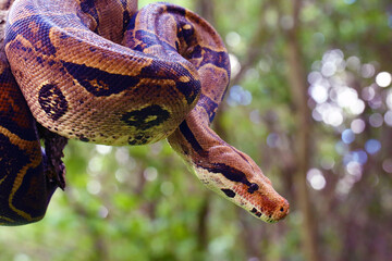 Wall Mural - The boa constrictor (Boa constrictor), also called the red-tailed or the common boa on a branch in the middle of the forest. A large snake on a branch in the green of a bright forest.