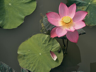 Wall Mural - The lotus flower is beautiful, planted in Asia.