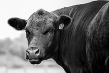 Angus Beef Cow On A Farm