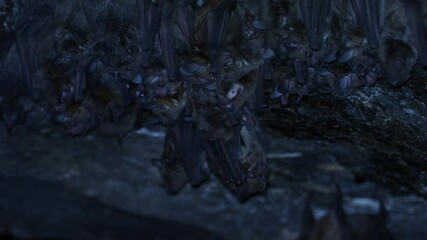 Wall Mural - greater spear-nosed bat - phyllostomus hastatus, family phyllostomidae, larger omnivorous bat from s