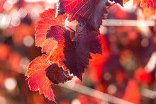 Autumn Grapes With Red Leaves, The Vine At Sunset Is Reddish Yellow