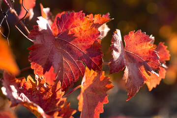 Wall Mural - Autumn grapes with red leaves, the vine at sunset is reddish yellow