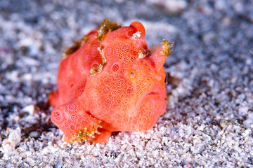 Wall Mural - Painted frogfish Antennarius pictus