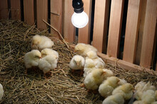 Young Yellow Baby Chicks With Light Bulb On A Poultry Farm.