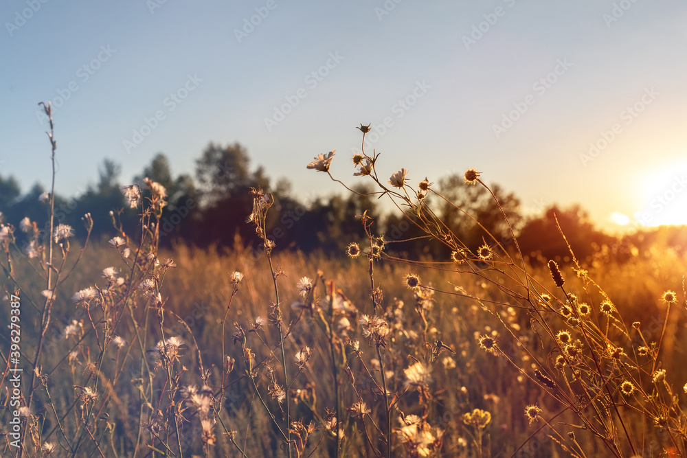 Abstract warm landscape of dry wildflower and grass meadow on warm golden hour sunset or sunrise time. Tranquil autumn fall nature field background. Soft golden hour sunlight at countryside - obrazy, fototapety, plakaty 
