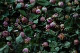 Fototapeta Storczyk - dried flowers in the light of winter daylight
