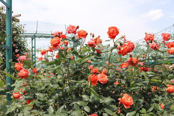 beautiful landscape of a bush of colorful roses in a garden with clear sky background