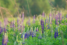 Lupins In The Field / Summer Flowers Purple Wild Flowers, Nature, Landscape In The Field In Summer
