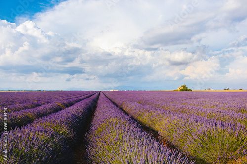 Obraz Dibond lavender field in Provence