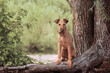Red Irish Terrier sitting in a tree