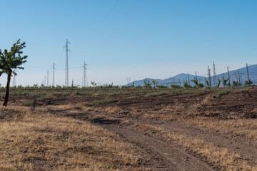 almond tree cultivation field in southern Spain