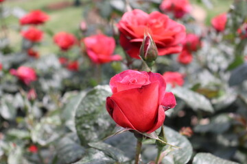 Close up view of beautiful red rose in a garden with blurred background 