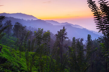 Sticker - Morning in Ella, Sri Lanka