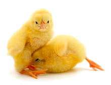 Two Yellow Chicks.