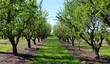 Orchard in the spring before almond blossoms. Between two rows of almond trees. Professional conventional almond orchard.