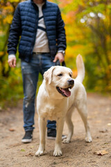 Poster - Cropped image of handsome young man with labrador retriever outdoors. Man in city park with a dog. Cynologist.