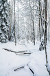 © hivaka - View of winter forest and frozen creek, Meiko recreation area, Kirkkonummi, Finland