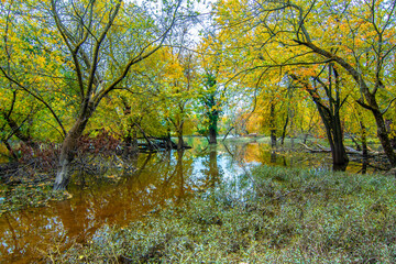  Schiller Woods view in Chicago of Illinois