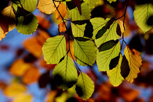 Close Up Autumn Leaves Of Green, Brown And Yellow.  Beech Tree Colors Of Fall.