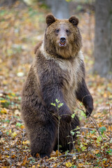 brown bear (ursus arctos) standing on his hind legs in autumn forest. danger animal in nature habita