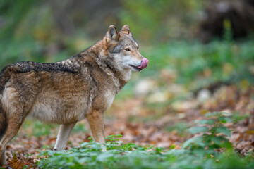  Close up wolf in autumn forest background
