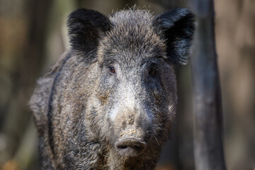 Poster - Portrait male Wild-boar in autumn forest