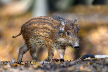 Canvas Print - Baby wild boar, Sus scrofa, running red autumn forest in background