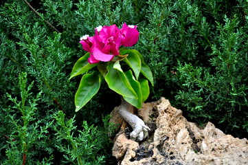 Flor de bonsai bugambilla en roca