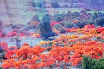 Autumnal coloration of cornicabras (Pistacia terebinthus) in Alcocer. Guadalajara. Spain