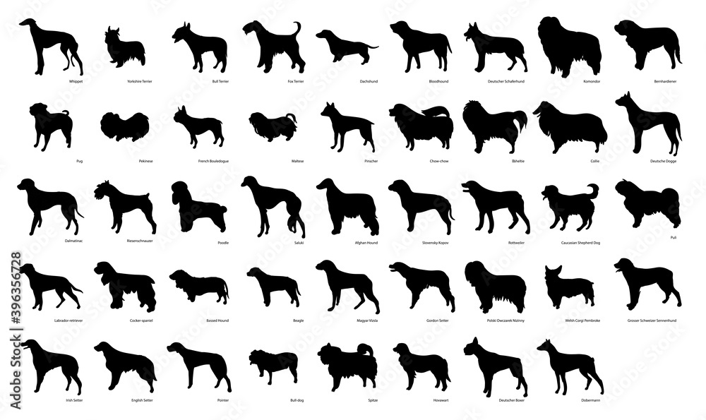 Cute dog breeds pedigree vector illustration set Stock Vector | Adobe Stock
