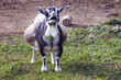 Portrait of Old Pregnant Farm Goat