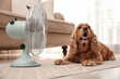 © New Africa - English Cocker Spaniel enjoying air flow from fan on floor indoors. Summer heat