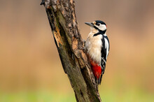 Greater Spotted Woodpecker ( Dendrocopos Major )