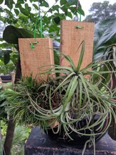 Hanging Air Plants Of Tillandsia Ionantha With Recycled Wood