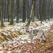 Szczeniak wilczaka w zimowym lesie