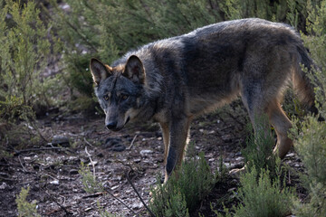  Lobo ibérico entre vegetación 